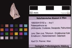 Foto (Objekt + Etiketten) von Palaeopalinurus sp. (NHMW-GEO-1990-0041-0192a)
